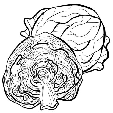 Beyaz arka planda koca bir lahana kafasının ve yarım bir lahana kafasının grafik vektör görüntüsü
