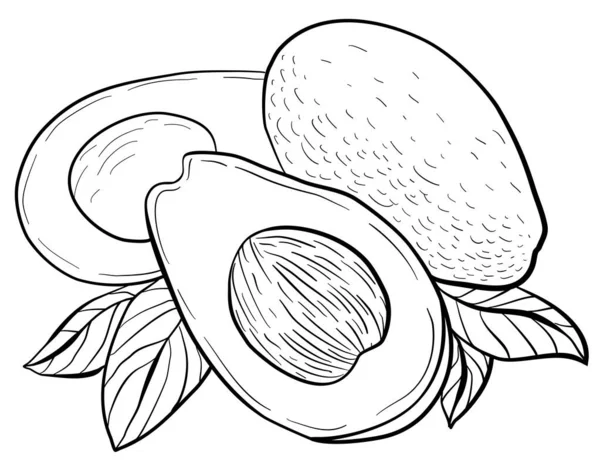 Grafische Afbeelding Een Witte Achtergrond Van Hele Avocado Vruchten Helften — Stockvector
