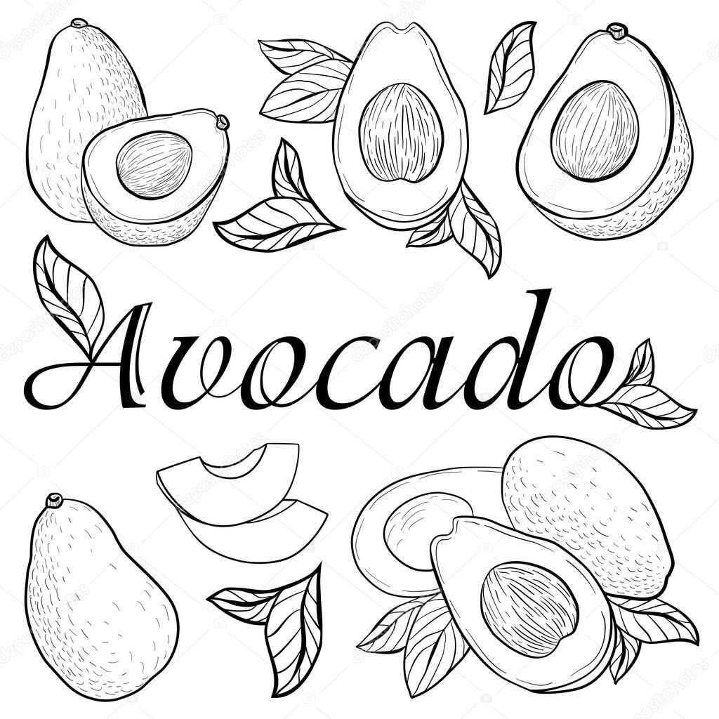 graphic image on a white background of whole avocado fruits, halves of avocado fruits, leaves, slices
