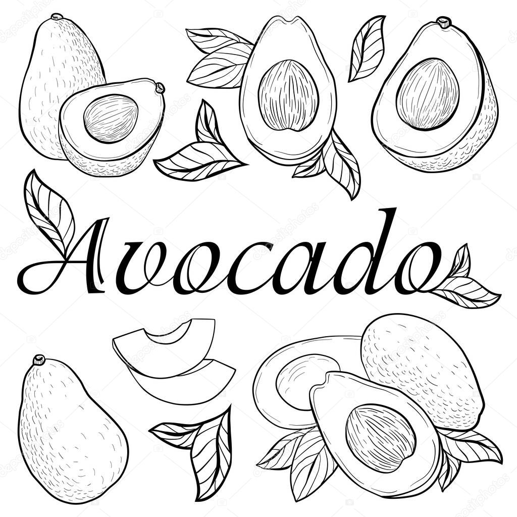Graphic image on a white background of whole avocado fruits, halves of avocado fruits, leaves, slices