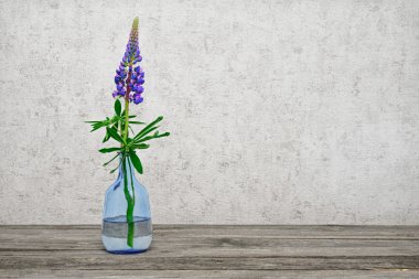 Bir çiçek vazoda lupine
