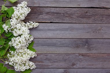 Ahşap arka plan üzerinde beyaz leylak dalı