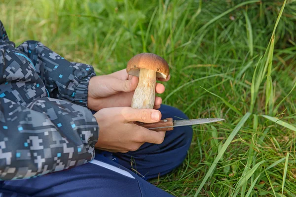 CEPES in een mand, Mushroom Forest — Stockfoto