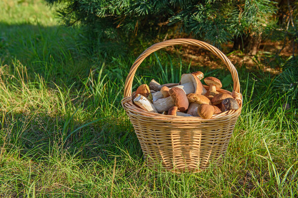 Цепи в корзине, Лесная муштра
