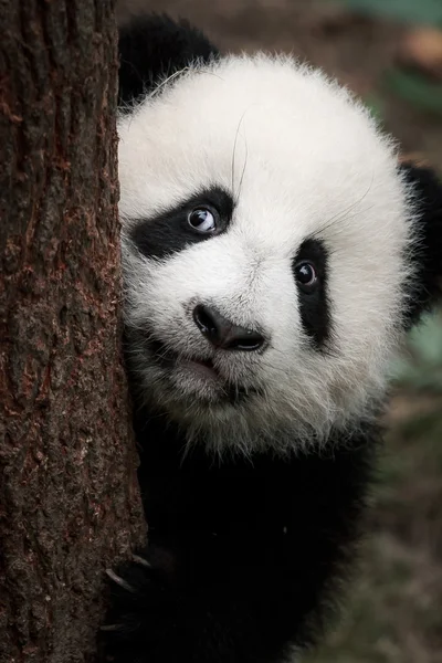 Söt liten panda — Stockfoto