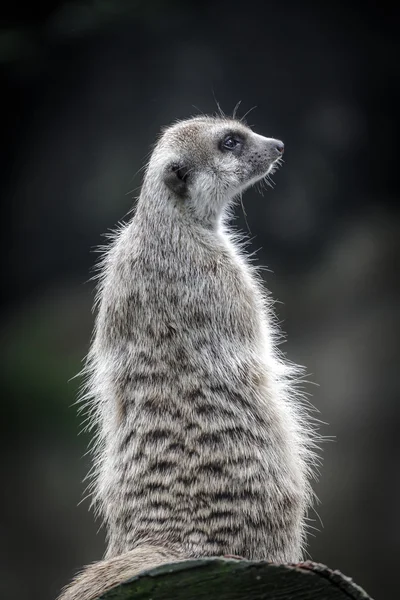 De schattige meerkat — Stockfoto