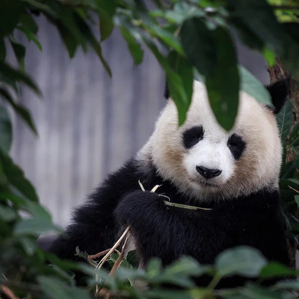Rust het eten van de panda — Stockfoto