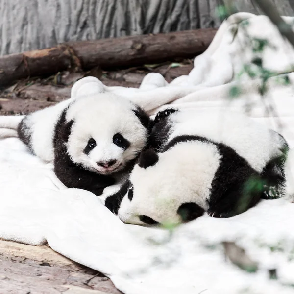 Kleine panda baby 's — Stockfoto