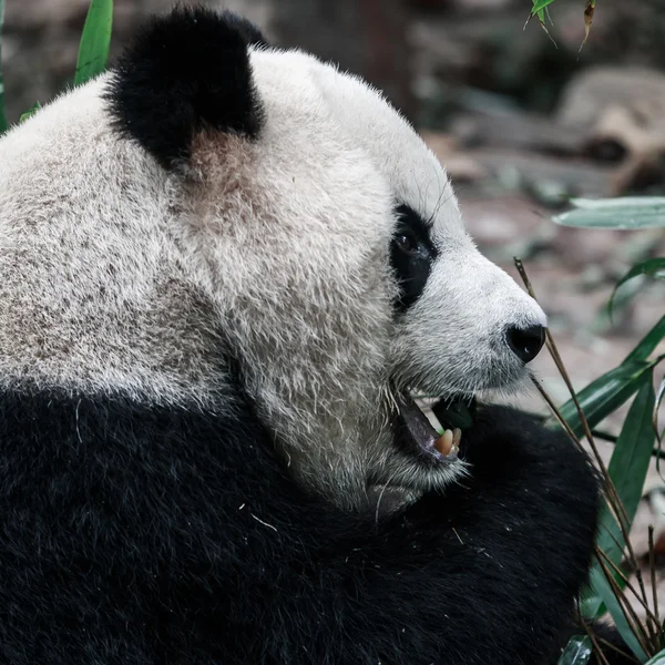 Panda's terug in china — Stockfoto