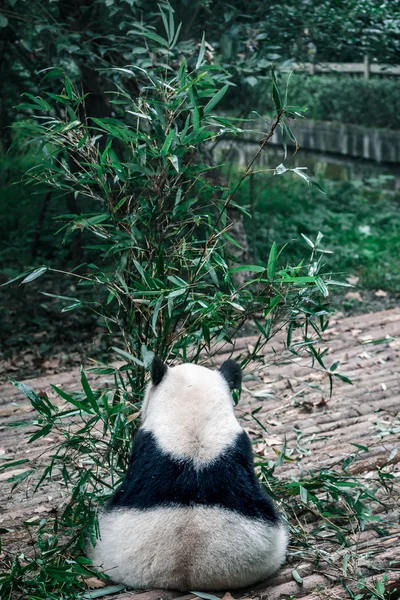 Panda's terug in china — Stockfoto