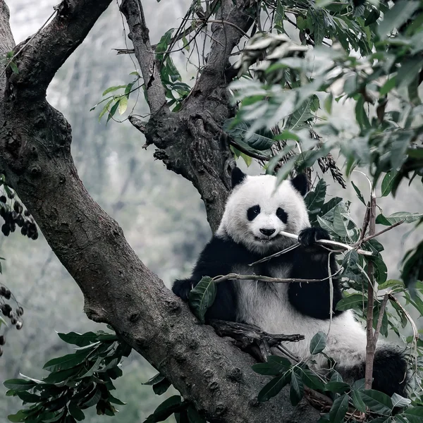 Panda op boom — Stockfoto