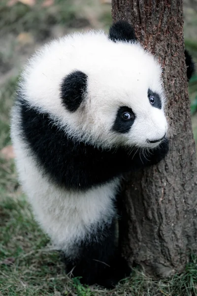 Söt liten panda — Stockfoto