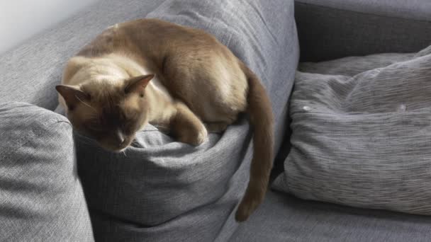 Beautiful Sleeping Burmese Cat — Stock Video