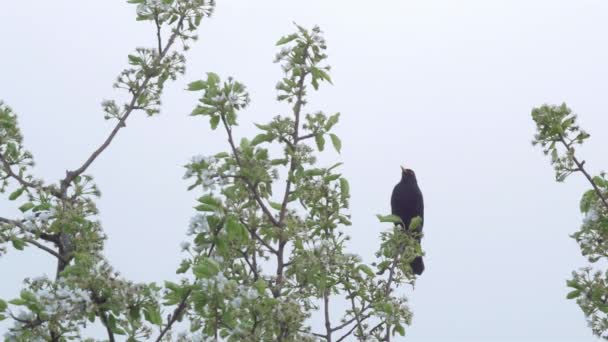 Blackbird Birdsong na primavera — Vídeo de Stock