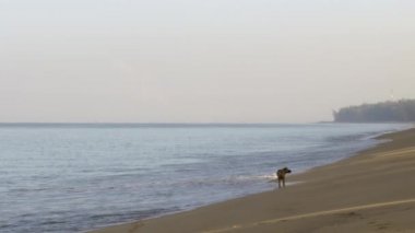 Tayland beach erken sabah güneş doğarken çalışan mutlu sokak köpeği