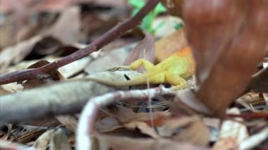 Calotes Bahçe kertenkele (Agama) Tayland - 4k ormandaki küçük 4