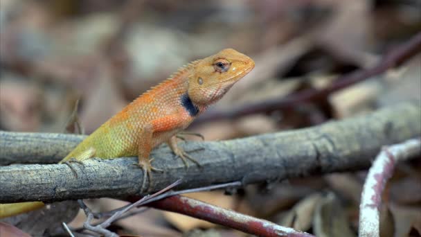 Calotes Садибний (Agama) в лісі в Таїланді - 4 к кліп 3 — стокове відео