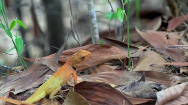 Calotes Bahçe kertenkele (Agama) Tayland - 4k ormandaki küçük 1