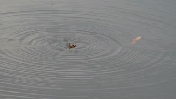 Käfer auf dem Rücken im Wasser kämpfend, sterbend - 25p 4k — Stockvideo