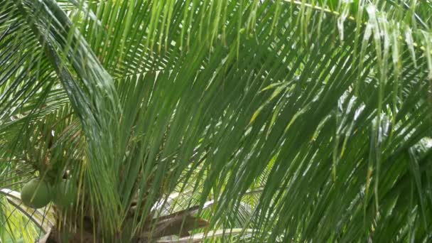 Burza tropikalna ulewa na zielone palmy - szeroki strzał 4k — Wideo stockowe