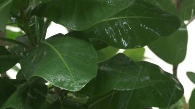Tropikal yağmur yeşil yaprakları - 4 k düşme
