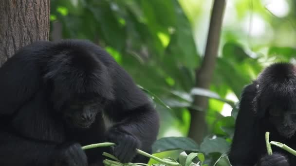 Singe araignée à tête brune - gros plan se nourrissant au ralenti 