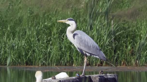 Grey heron standing and flying away - 4k — Stock Video