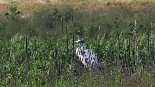 Héron gris assis dans l'herbe attendant - 4k 