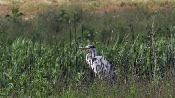 Héron gris assis dans l'herbe attendant - 4k — Video