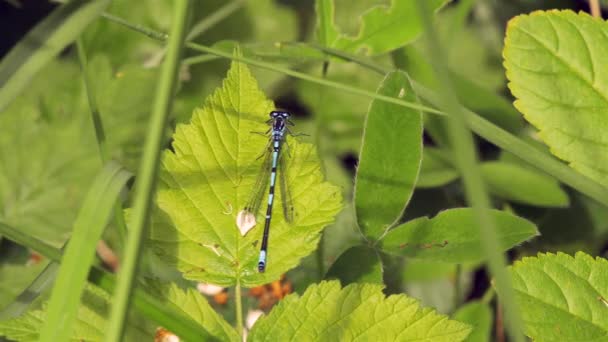Yeşil yaprak - 4 k oturan kızböcekleri — Stok video