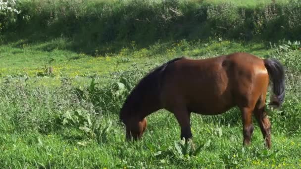 Vacker hingst häst betande i solen på en grönt gräs äng - 4k — Stockvideo