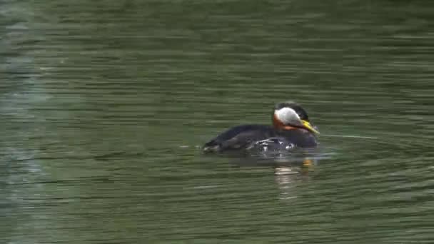 Red-necked grebe close-up - scratching behind ear - 4k — Stock Video