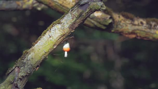 Flutuador de pesca preso na árvore - 4k — Vídeo de Stock