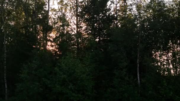 Sunrise tidsintervallet mellan träd i Sverige — Stockvideo