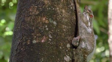 Sunda Kaluga uçan lemuru bebek Langkawi, Malezya ile