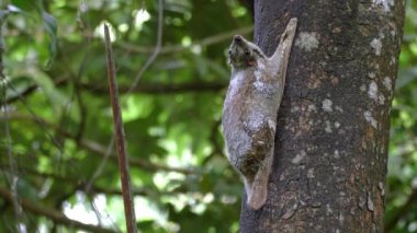 Sunda Kaluga uçan lemuru ağacındaki Langkawi, Malezya