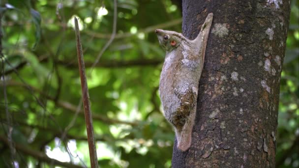 Cinemagraph - Motion Background - Colugo Flying Lemur Langkawi, Malaisie 