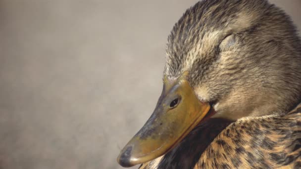 Cinemagraph of Tired Female Mallard Duck Close-up — Stock Video