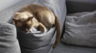 Cinemagraph - hareketli arka plan Video Loop - Birmanya kedi uyku
