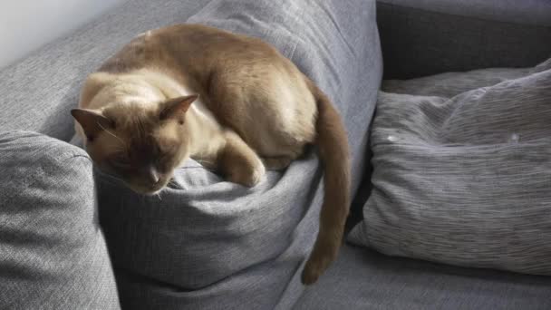 Cinemagraph - Motion Background Video Loop - Sleeping Burmese Cat — Stock Video