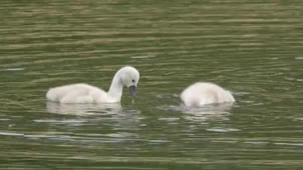 Mute Swan Baby Chicks Feeding and Swimming — Stock Video
