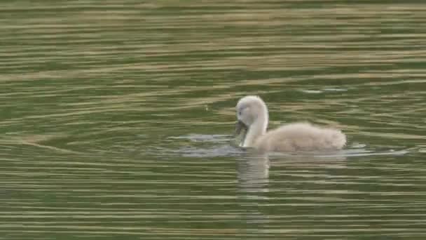 Mute Swan Chick bebé nadando en el lago — Vídeos de Stock