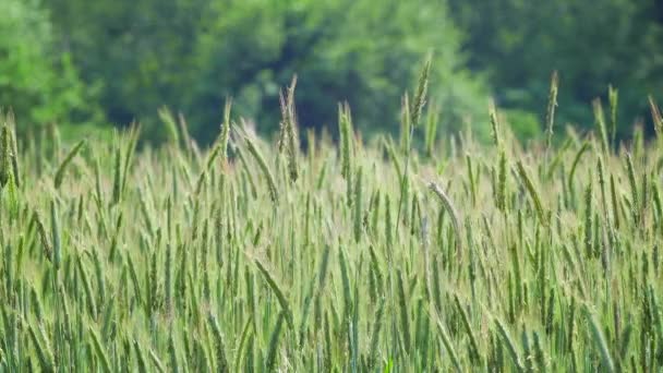 Cinemagraph of Rye Field Medium Closeup - Motion Background Video Loop — Stock Video