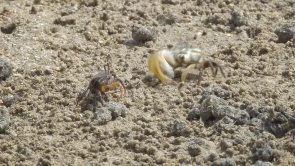 Cinemagraph of Female Fiddler Crab Eating - Asia Wildlife Animals — Stock Video