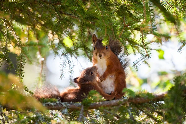 Breastfeeding Cute Red Squirrel Close-up Portrait Stock Picture