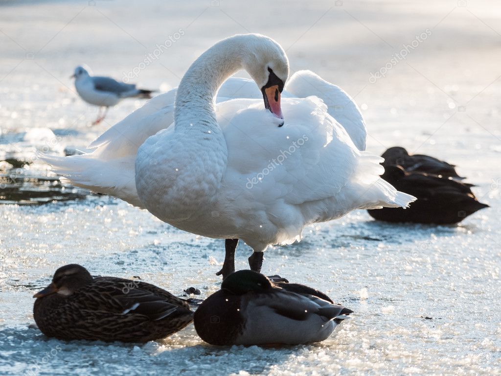 Swan Cleaning Feathers on Ice