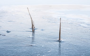 Ortak Bulrush buz kış manzarada dondurulmuş