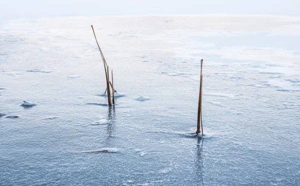 Ortak Bulrush buz kış manzarada dondurulmuş