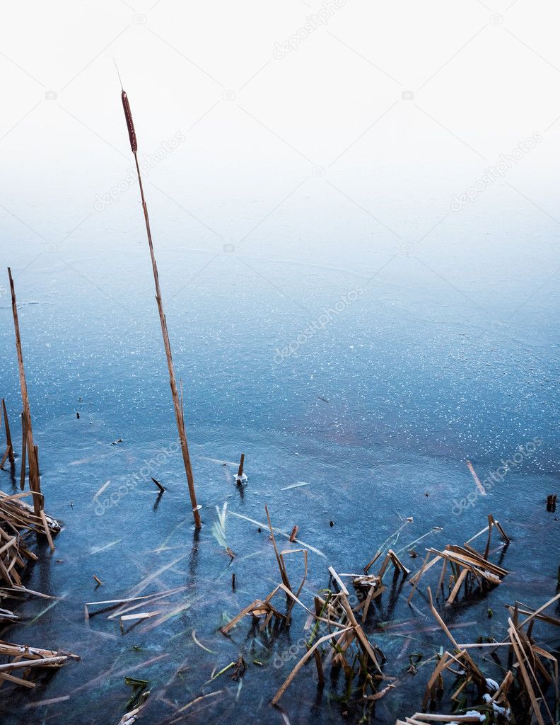 Common Bulrush in Ice
