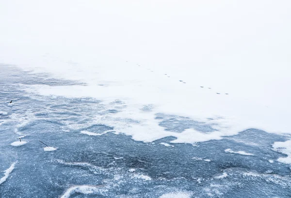 Huellas de animales en hielo —  Fotos de Stock